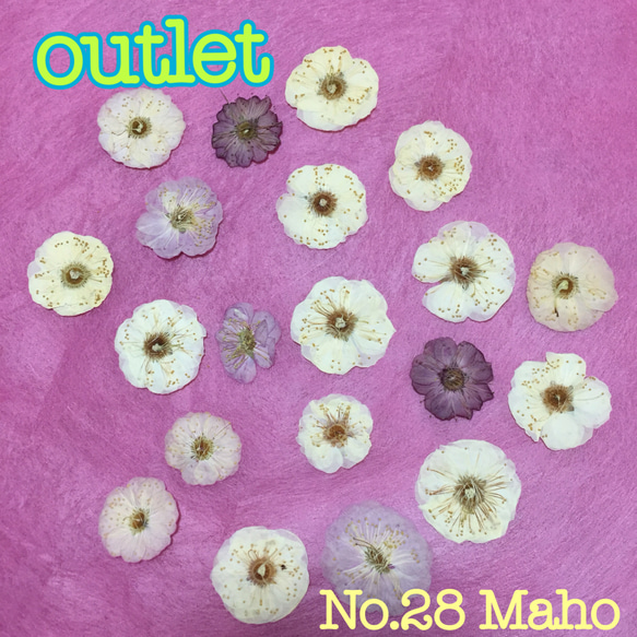 ♡outlet♡梅の花♡押し花素材♡