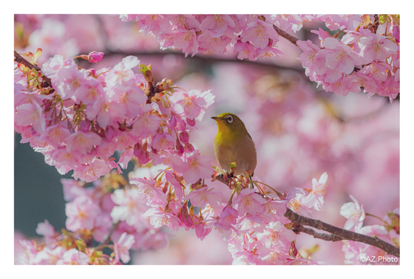 【A4写真用紙プリント（額縁なし）】桜とメジロ