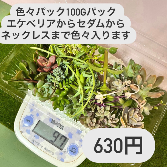 〜多肉植物カット苗詰め合わせ〜100gパック…フードパック発送