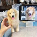 【オーダーメイドペット】羊毛フェルト、うちの子　犬ぬいぐるみ、フェルト犬、羊毛犬、肖像画、犬猫人形 プレゼントやギフトに