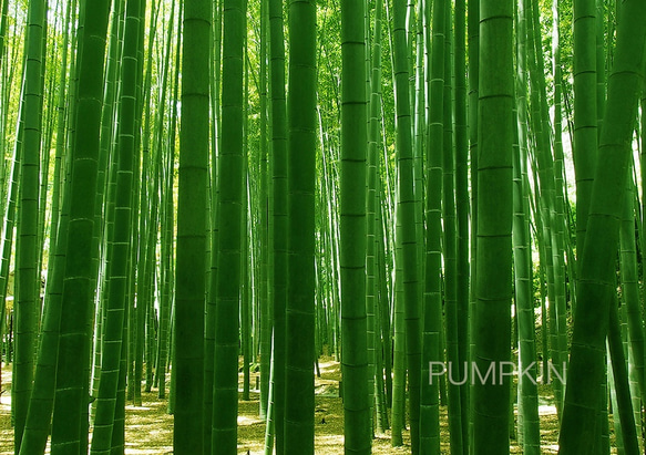 竹林の小径-Ⅱ  PH-A4-094    写真　A4  鎌倉　竹寺　竹林　静寂　雅