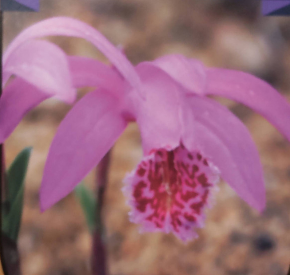 紅色が美しい【紅大とき草⠀ さしラベル付き】寒い所では3~4月に植え付け開花は平均4~5月