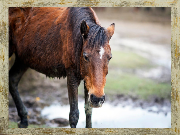 イギリスの野生馬2 (動物写真シリーズ2L/A4/A3サイズ)