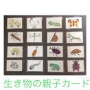 小学校受験 生き物の親子カード