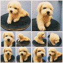 羊毛フェルト⭐犬猫オーダーメイド販売⭐約20cm～25cmの作品です⭐