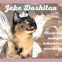 保護猫チャリティポストカード(5枚) / jake doshitan〜広島弁の天使と悪魔〜【送料無料】