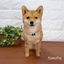 ◆こちらはサンプル画像になります◆羊毛フェルト♡ 愛犬 オーダー マスコット 芝犬