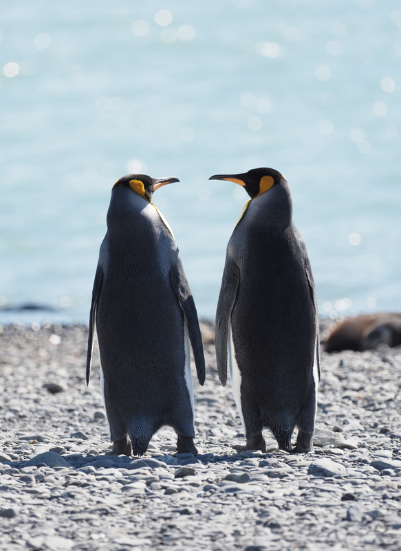 愛の南極ペンギン写真／カップルペンギン04／A4