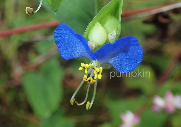 つぶやき-Ⅱ  　PH-A4-041    　海岸の花　雌しべ　青紫　小さな花