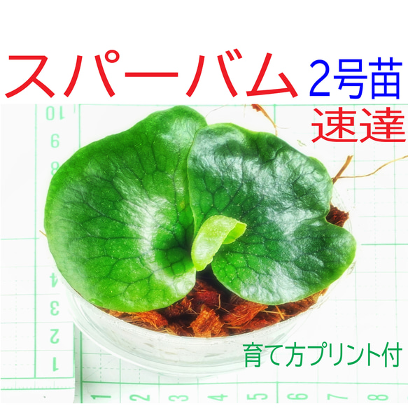 ビカク生活⭕️始めてみませんか？送料無料❣️ビカクシダ⭕スパーバム (グランデ)　２号　コウモリラン　育て方プリント付