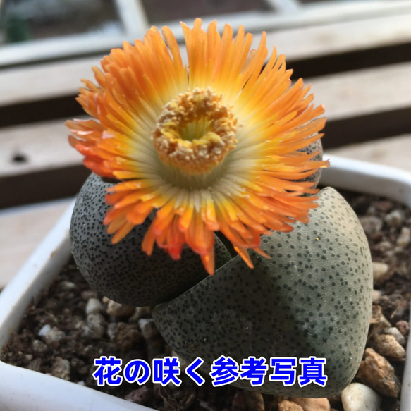 緑帝玉 激レア高級リトープス 多肉植物 韓国苗 観葉植物 花 園芸 | netsolhost.com