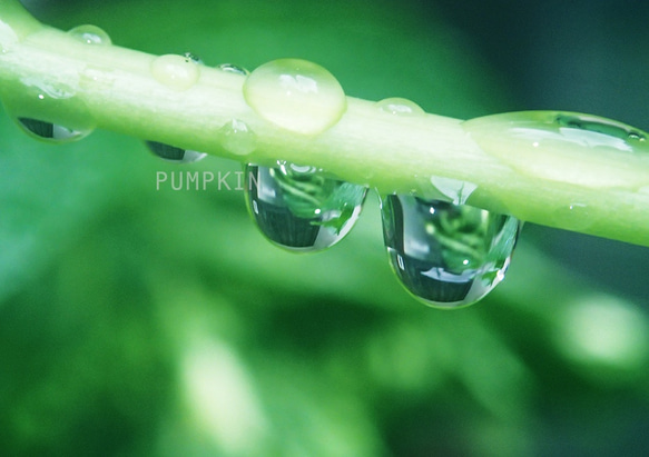 しずく-No4　　PH-A4-0102　　写真　雫　雨　水滴　雨粒　小雨　光　水の玉　あじさい