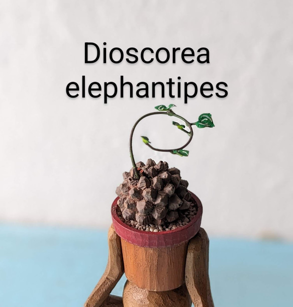 (ＣＰ)Dioscorea elephantipes