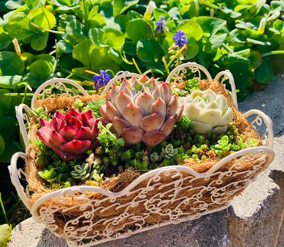 53） ❤︎かわいいスクエアバスケット❤︎多肉植物寄せ植え❤︎そのまま飾れる❤︎