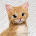 イエロータビー・茶トラの子猫