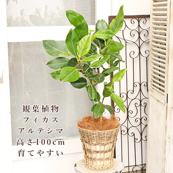 送料無料 観葉植物 フィカス アルテシマ サスティナブルナチュラルバスケット 高さ100cm ゴムの木 育てやすい