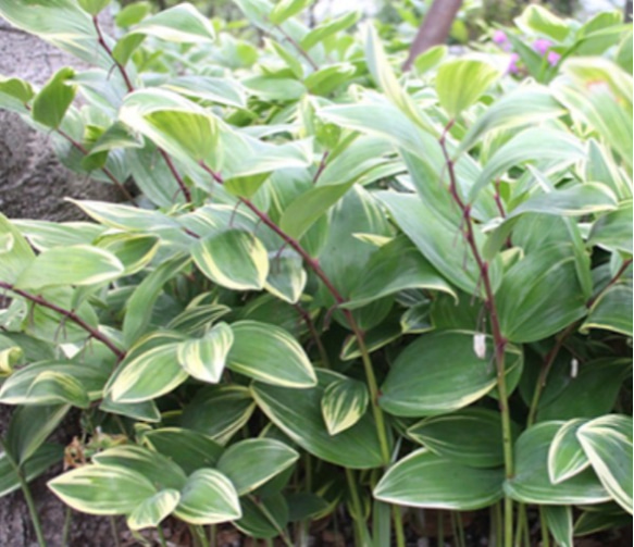 【ナルコラン(あまどころ)1株⠀ラスト苗】茶花 山野草