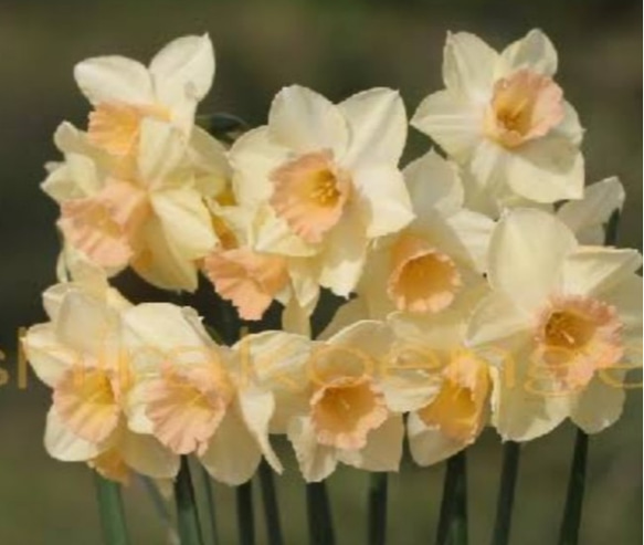 水仙【あやね  芽だし苗⠀】パールサーモンの色彩 花びらも副冠も優しい色彩のあやね 1ポット