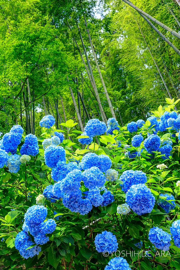 【額装写真】紫陽花と竹林