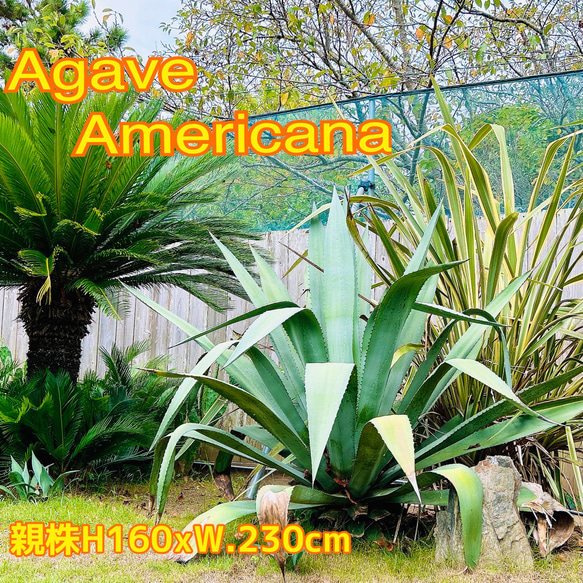 ✢from 九十九里浜✢ 南国リゾート Agave americana① 子株 南国植物 アガベ