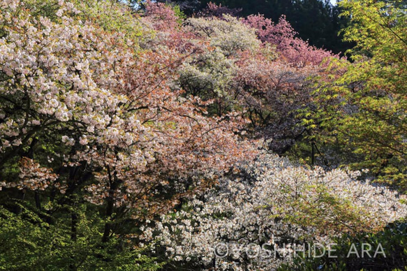 【額装写真】朝陽を浴びる桜の色彩