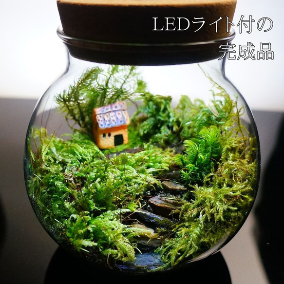 【完成品】LEDライト付 ミニサイズ 10cm 苔テラリウム 階段の先の我が家 ボトルテラリウム