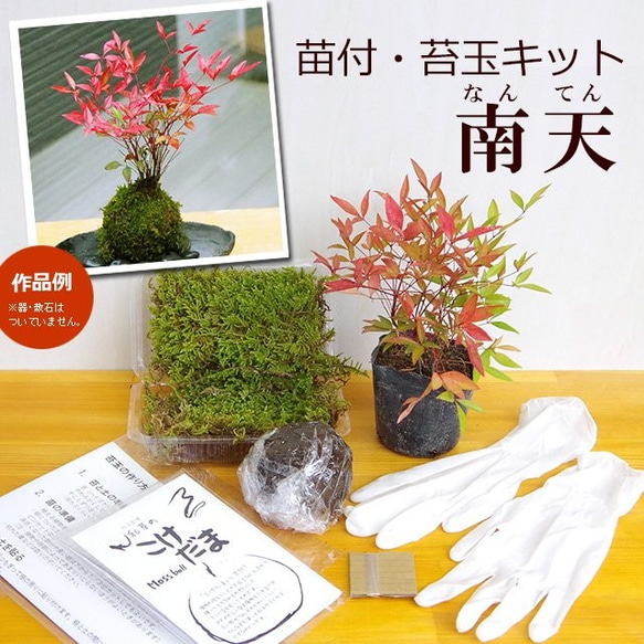 【春から秋は葉が緑色】ご自宅で苔玉を作ってみませんか？【苔玉キット　苗付（南天）手袋付き】