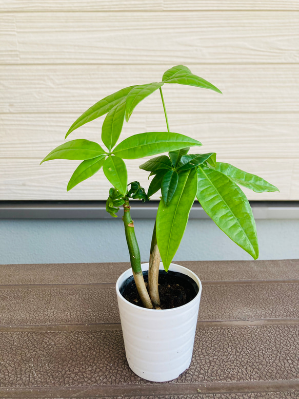 実生パキラ　2株まとめてセット　☆観葉植物