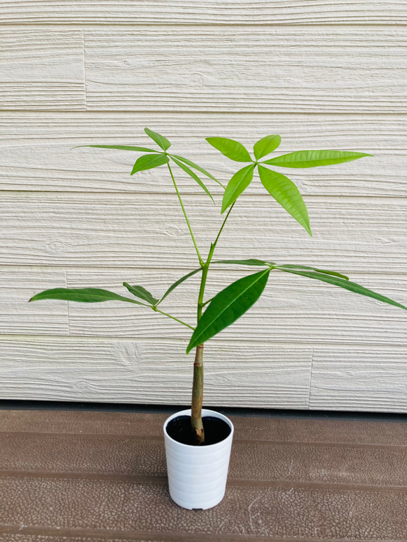 実生パキラ　観葉植物☆