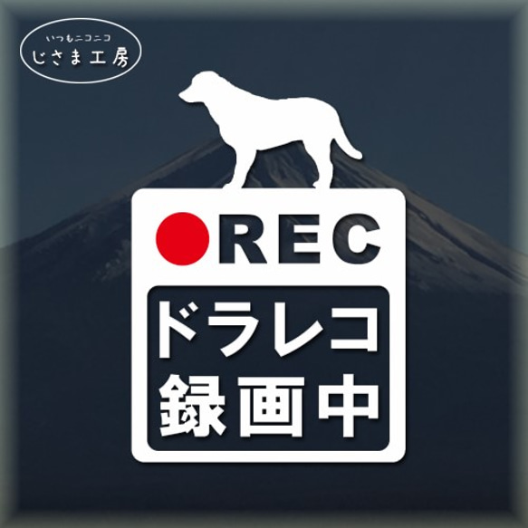 ラブラドールレトリバーの白色シルエットステッカー危険運転防止!!ドライブレコーダー録画中