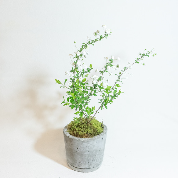 【ベランダで育てる観葉植物】シジミバナと苔の鉢植え／ざらっとした風合いの自作モルタル鉢／送料全国一律850円