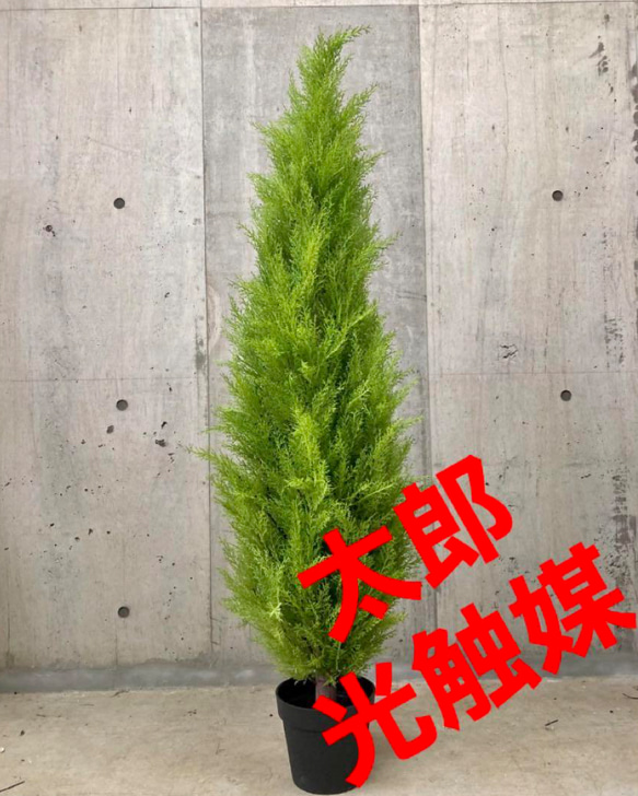 光触媒　人工観葉植物　ウォールグリーン　フェイクグリーン　ゴールドクレスト150