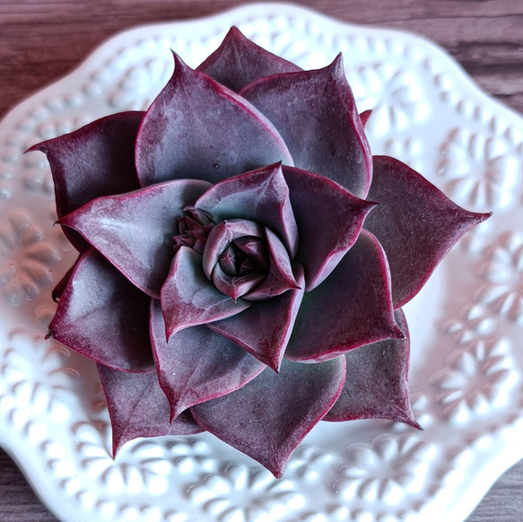 ゲラン　多肉植物