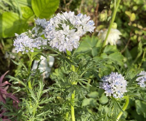 ギリア　レプタンサ　薄ブルー　種　20粒