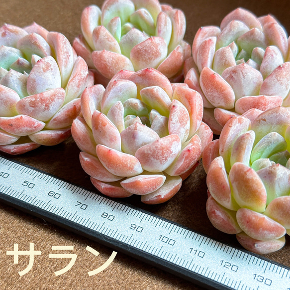 新入荷 多肉植物 エケベリア サラン 超美苗 レア種 大苗