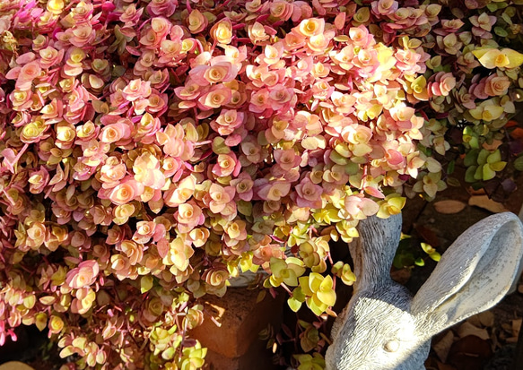 綺麗に紅葉します♪『桜色カリッシア』♡