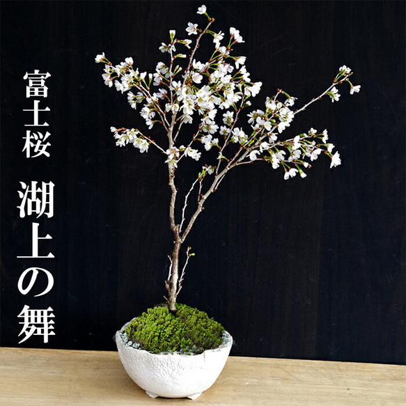 【2024年開花終了】桜・・・そう聞くだけで心和む景色を貴方のもとへ　別名豆桜【富士桜・湖上の舞の盆栽　万古焼白深鉢 】