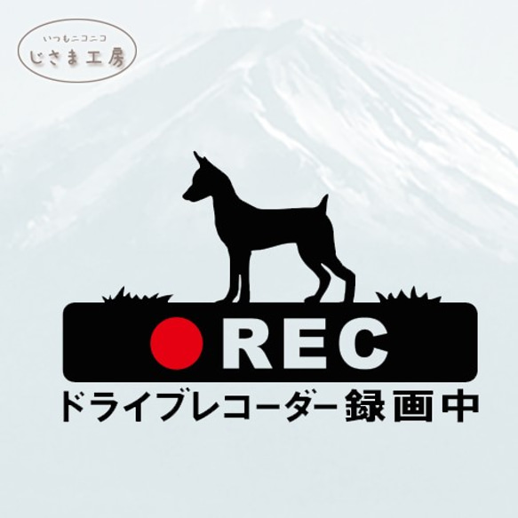 ミニチュアピンシャーの黒色シルエットステッカー煽り運転防止!!ドライブレコーダー録画中