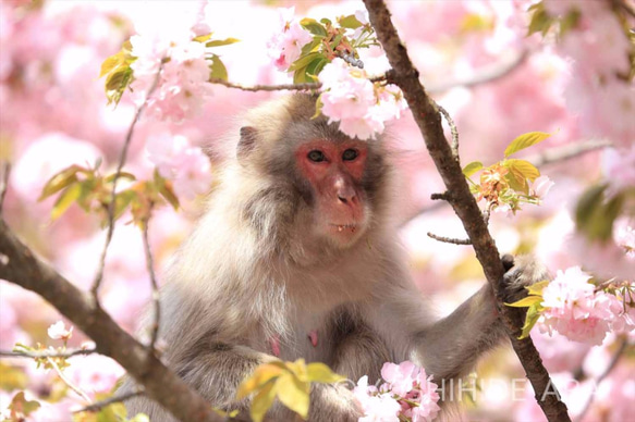 【額装写真】八重桜と野生猿