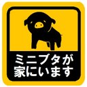 ミニブタが家にいます カー マグネットステッカー