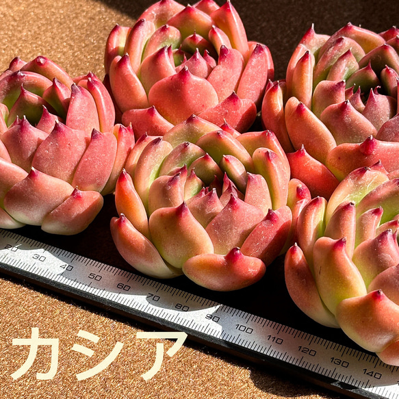 新入荷 多肉植物 エケベリア カシア 超美苗 レア種