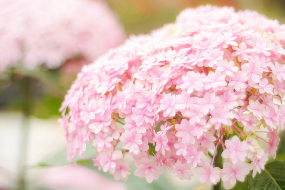 【写真と暮らす】淡い紫陽花の季節