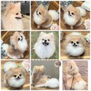 たんぽぽの綿毛⚪️????　ポメラニアン オーダーメイド     羊毛フェルト  犬