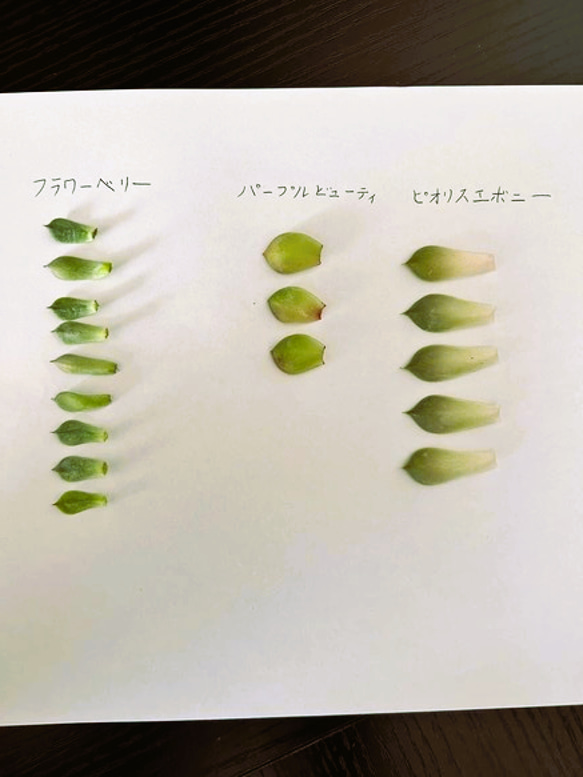 多肉植物　観葉植物　韓国苗　エケベリア　葉挿しセット　フラワーベリー・パープルビューティ・ピオリスエボニー