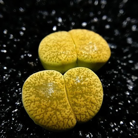 Lithops aucampiae ‘Jacksons jade’ C395 日輪玉系　ジャクソンズ・ジェイド　種子