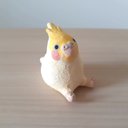 小さなお友達オカメインコちゃん(ルチノー)