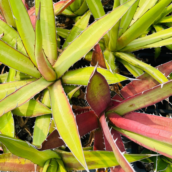 Rainxpluie Agave kerchovei（Huajuapan Red）