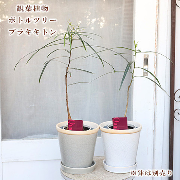 再入荷観葉植物 ボトルツリー ブラキキトン 4号 高さ約50cm 希少品種 おしゃれ インテリア 室内 リビング