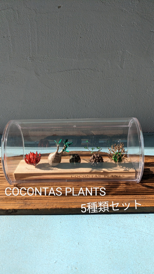 COCON+PLANTS　5種類セット