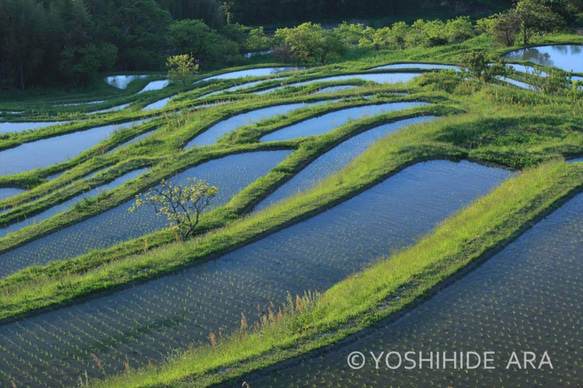 【額装写真】田植え後の朝の棚田